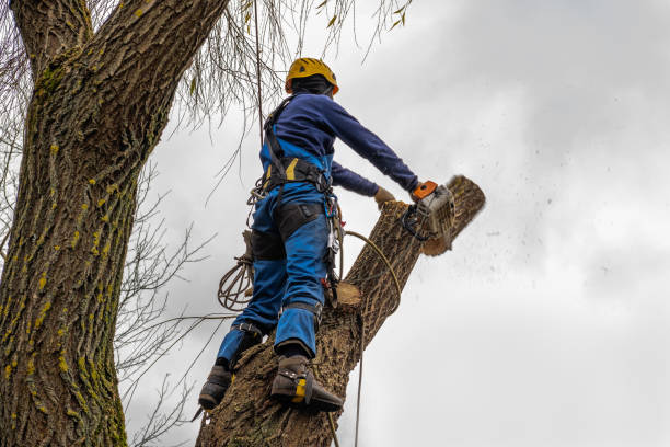 Professional Tree Services in Sugar Creek, MO